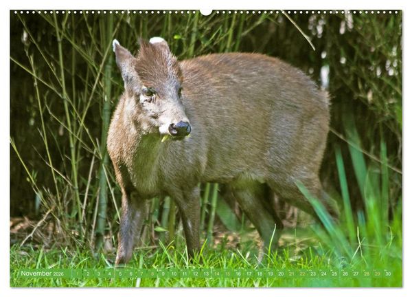 Produktbild: Leben im Dschungel: Der Regenwald ist ein Paradies f&uuml;r Tiere (hochwertiger Premium Wandkalender 2026 DIN A2 quer), Kunstdruck in Hochglanz