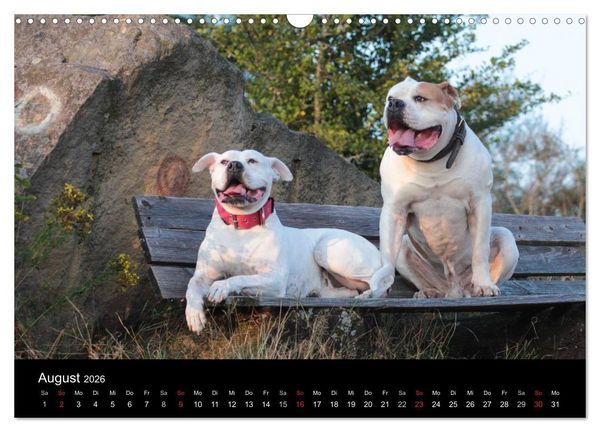 Produktbild: American Bulldog - alles Andere ist nur ein Hund (Wandkalender 2026 DIN A3 quer), CALVENDO Monatskalender