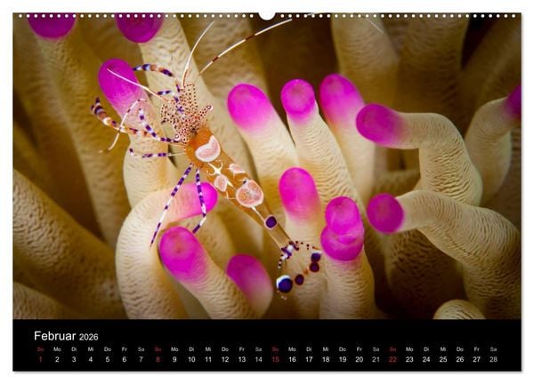 Produktbild: Abgetaucht - an den K&uuml;sten vor Cura&ccedil;ao (hochwertiger Premium Wandkalender 2026 DIN A2 quer), Kunstdruck in Hochglanz