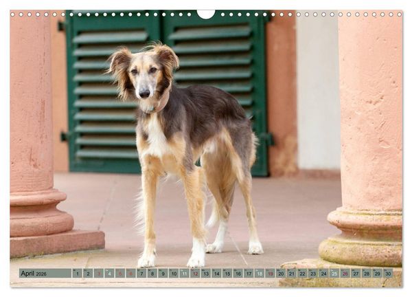Produktbild: Elegante Silken Windsprite (Wandkalender 2026 DIN A3 quer), CALVENDO Monatskalender