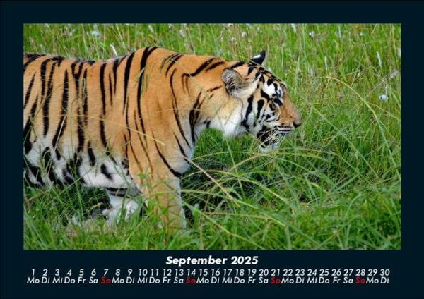 Produktbild: Tiger 2025 Fotokalender DIN A5