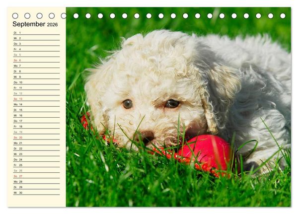 Produktbild: Lagotto Romagnolo - Italienischer Tr&uuml;ffelhund (Tischkalender 2026 DIN A5 quer), CALVENDO Monatskalender