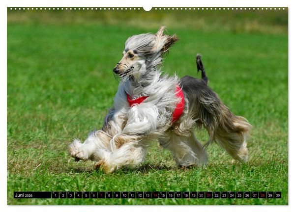 Produktbild: Kinder des Windes - Afghanischer Windhund (hochwertiger Premium Wandkalender 2026 DIN A2 quer), Kunstdruck in Hochglanz