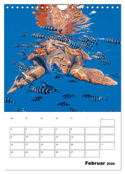 Produktbild: Wunderbare Wasserwelt der Meeresschildkr&ouml;ten (Wandkalender 2026 DIN A4 hoch), CALVENDO Monatskalender