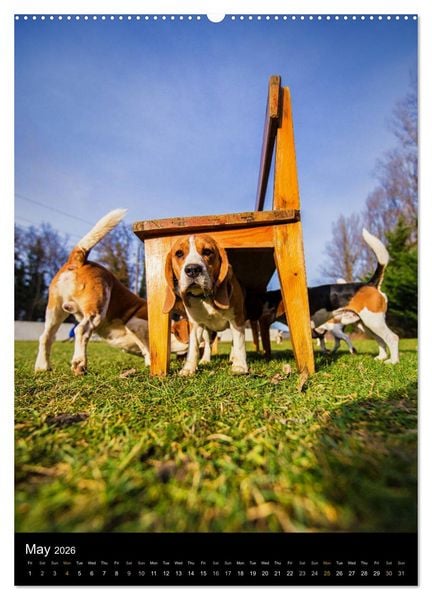 Produktbild: Beagles in action (High Quality Premium Wall Calendar 2026 DIN A2 portrait),CALVENDO 12 Month Wall Calendar