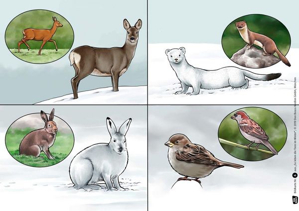 Produktbild: So leben die Tiere im Winter. Kamishibai Bildkartenset.