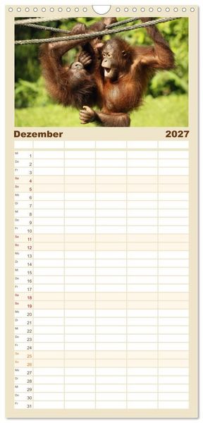 Produktbild: Familienplaner 2027 - Waldmenschen - Orang Utans auf Borneo mit 5 Spalten (Wandkalender, 21 x 45 cm) CALVENDO