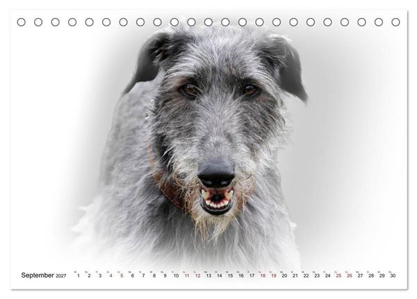 Produktbild: Windhund Portrait 2027 White Edition (Tischkalender 2027 DIN A5 quer), CALVENDO Monatskalender