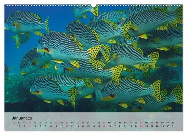Produktbild: In der Meerestiefe. Fische und Korallen im ewigen Blau (hochwertiger Premium Wandkalender 2026 DIN A2 quer), Kunstdruck in Hochglanz