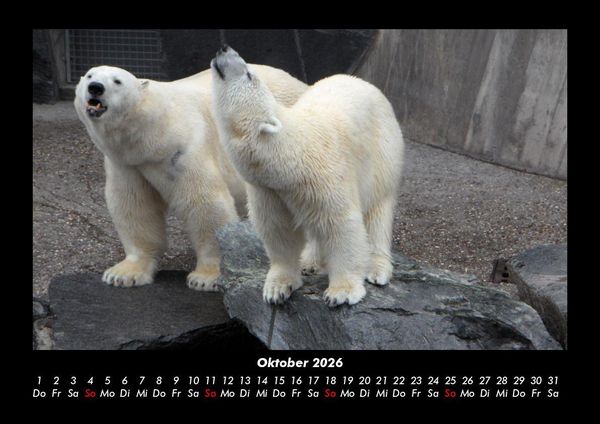 Produktbild: Tiere in der Wildnis 2026 Fotokalender DIN A3