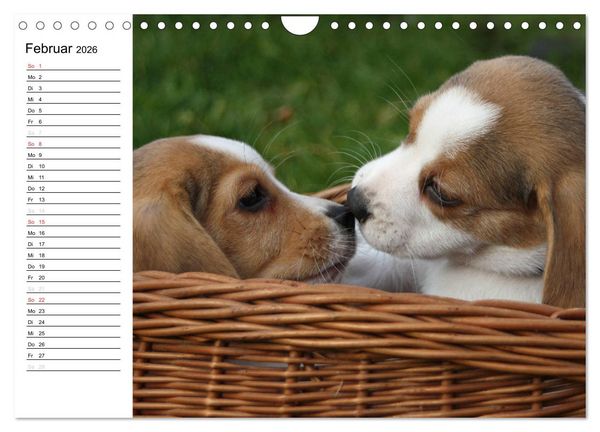 Produktbild: DER BEAGLEige TERMINPLANER (Wandkalender 2026 DIN A4 quer), CALVENDO Monatskalender