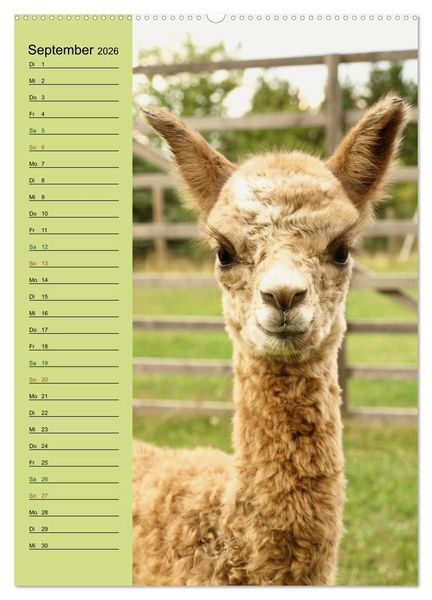 Produktbild: Alpakas zum Knuddeln gerne (hochwertiger Premium Wandkalender 2026 DIN A2 hoch), Kunstdruck in Hochglanz