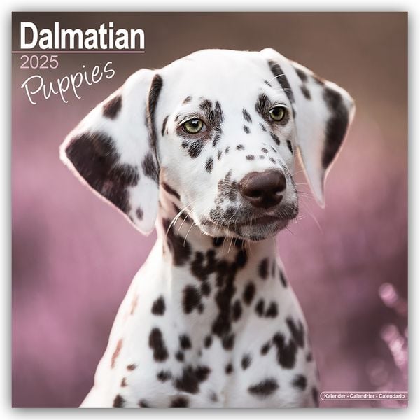 Dalmatian Puppies – Dalmatiner Welpen 2025 – 16-Monatskalender