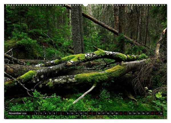 Produktbild: Tiveden, der NatURWALD in Schweden (hochwertiger Premium Wandkalender 2026 DIN A2 quer), Kunstdruck in Hochglanz