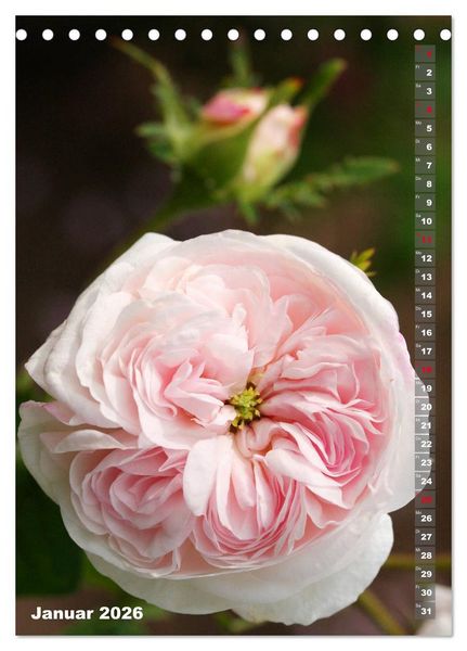 Produktbild: Sch&ouml;nste Rosen (Tischkalender 2026 DIN A5 hoch), CALVENDO Monatskalender