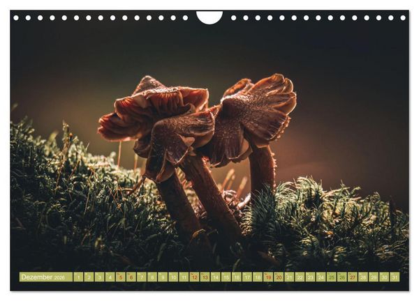 Produktbild: Wundersame Pilzwelten (Wandkalender 2026 DIN A4 quer), CALVENDO Monatskalender