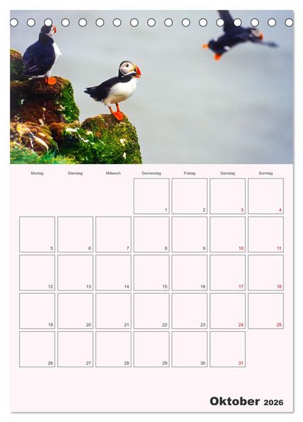 Produktbild: Papageitaucher Monatsplaner (Tischkalender 2026 DIN A5 hoch), CALVENDO Monatskalender
