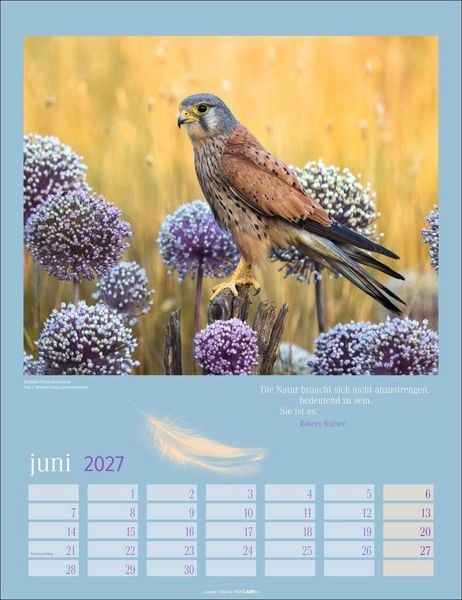 Produktbild: Heimische V&ouml;gel Kalender 2027