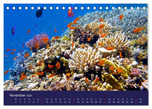 Produktbild: Wunderwelt Korallenriffe (Tischkalender 2026 DIN A5 quer), CALVENDO Monatskalender