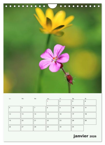 Produktbild: Les fleurs, &eacute;ternelles &eacute;phem&egrave;res (Calendrier mural 2026 DIN A4 horizontal), CALVENDO calendrier mensuel