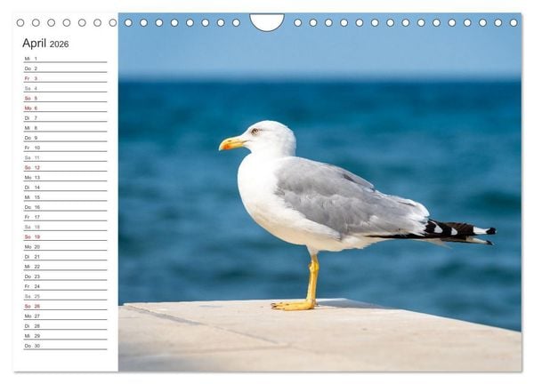 Produktbild: Koper - Slowenien Kalender (Wandkalender 2026 DIN A4 quer), CALVENDO Monatskalender