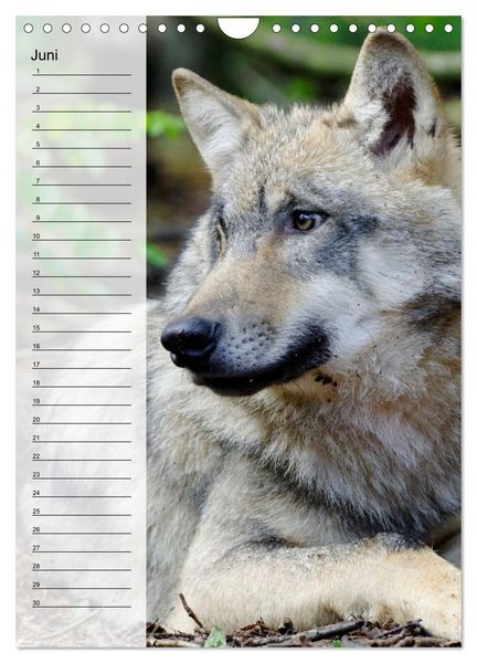 Produktbild: Der Wolf - Isegrim in den heimischen W&auml;ldern - Kalender 2026 (Wandkalender 2026 DIN A4 hoch), CALVENDO Monatskalender