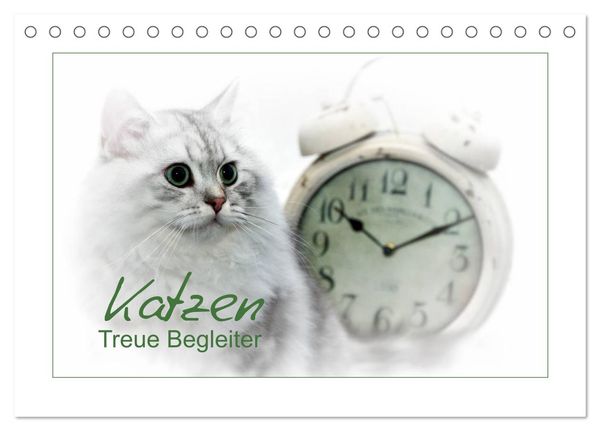 Katzen – Treue Begleiter (CH - Version) (Tischkalender 2024 DIN A5 quer), CALVENDO Monatskalender