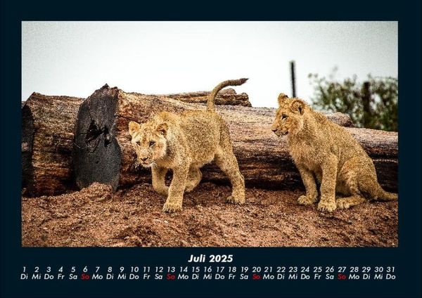 Produktbild: L&ouml;wen in der Wildnis 2025 Fotokalender DIN A4