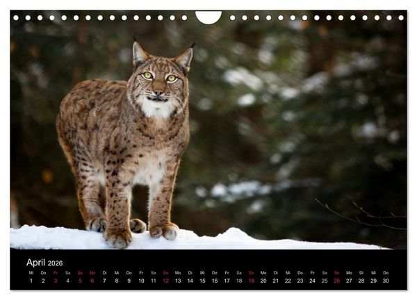 Produktbild: Luchse - Europas gr&ouml;&szlig;te Katzen (Wandkalender 2026 DIN A4 quer), CALVENDO Monatskalender
