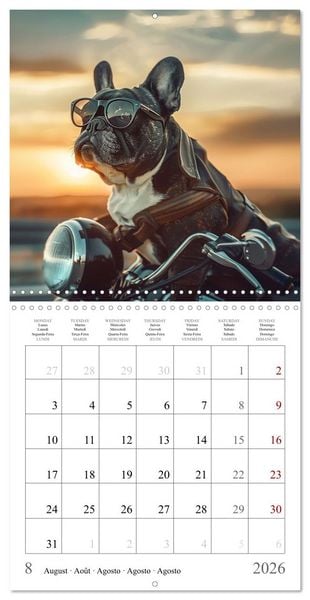 Produktbild: French Bulldogs (Wall Calendar 2026 12 &times; 12 Inch) CALVENDO 12 Month Wall Calendar
