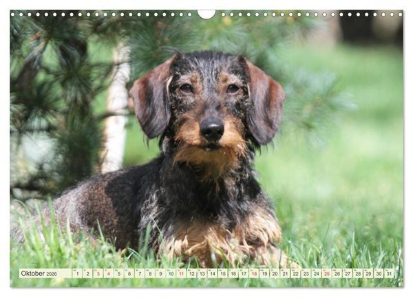 Produktbild: Liebenswerte Rabauken - Rauhaardackel (Wandkalender 2026 DIN A3 quer), CALVENDO Monatskalender
