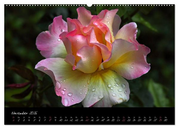 Produktbild: Rosen Romanze - Visuelle Musik (hochwertiger Premium Wandkalender 2026 DIN A2 quer), Kunstdruck in Hochglanz