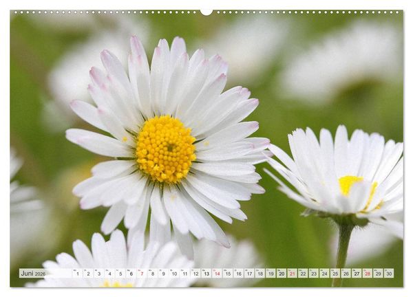 Produktbild: Bl&uuml;tentanz in Wei&szlig; (hochwertiger Premium Wandkalender 2026 DIN A2 quer), Kunstdruck in Hochglanz