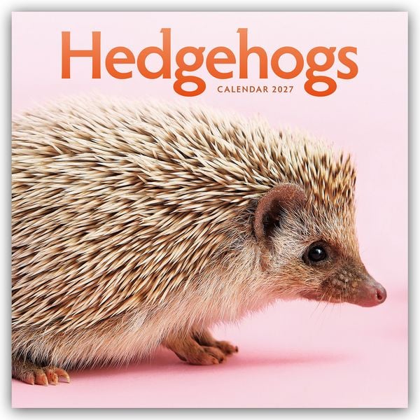 Produktbild: Hedgehogs &ndash; Igel 2027 &ndash; Wand-Kalender
