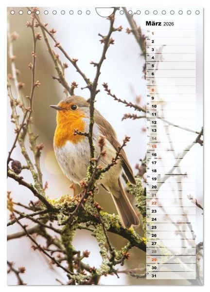 Produktbild: Niedliche Rotkehlchen (Wandkalender 2026 DIN A4 hoch), CALVENDO Monatskalender