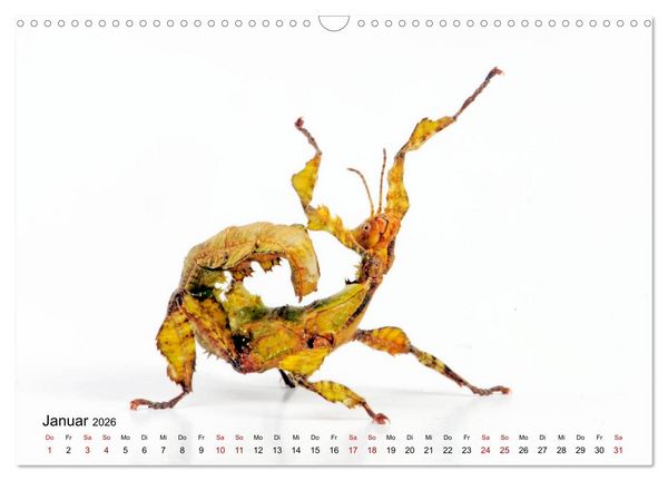 Produktbild: WIRBELLOS (Wandkalender 2026 DIN A3 quer), CALVENDO Monatskalender