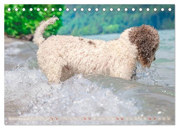 Produktbild: Lagotto Romagnolo - Wasserspiele (Tischkalender 2026 DIN A5 quer), CALVENDO Monatskalender