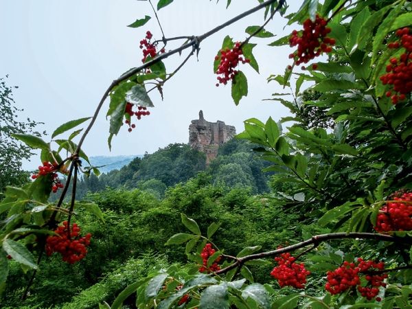 Produktbild: CALVENDO Puzzle Die Ruine des Schlosses Fleckenstein. | 1000 Teile Lege-Gr&ouml;&szlig;e 64x48cm Foto-Puzzle f&uuml;r gl&uuml;ckliche Stunden