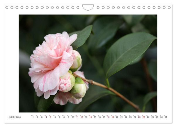 Produktbild: Cam&eacute;lias mystiques (Calendrier mural 2026 DIN A4 vertical), CALVENDO calendrier mensuel