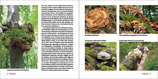 Produktbild: Mecklenburgs alte Buchenw&auml;lder