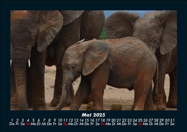 Produktbild: Elefanten - Die sanften Riesen Afrikas 2025 Fotokalender DIN A5