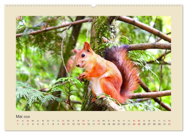 Produktbild: Tiere im Wald. Bezaubernde Begegnungen (hochwertiger Premium Wandkalender 2026 DIN A2 quer), Kunstdruck in Hochglanz