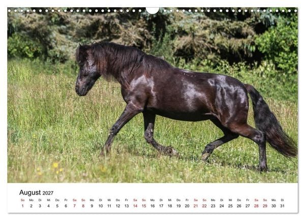 Produktbild: PFERDE - Zwischen Himmel, Erde und Hufschlag (Wandkalender 2027 DIN A3 quer), CALVENDO Monatskalender