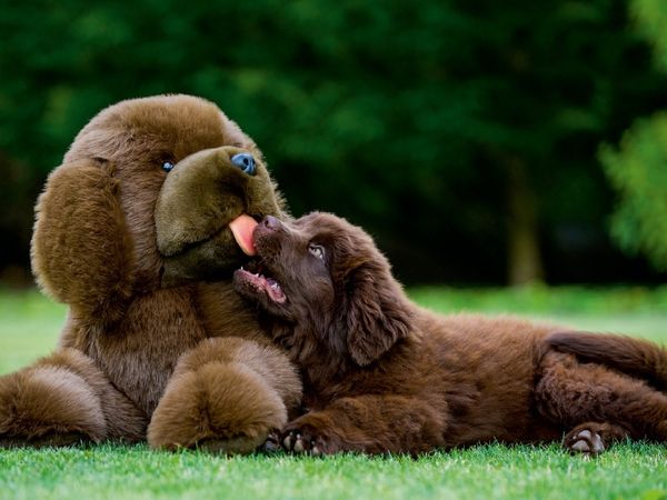 Produktbild: CALVENDO Puzzle Neufundl&auml;nder | 1000 Teile Lege-Gr&ouml;&szlig;e 64x48cm Foto-Puzzle f&uuml;r gl&uuml;ckliche Stunden