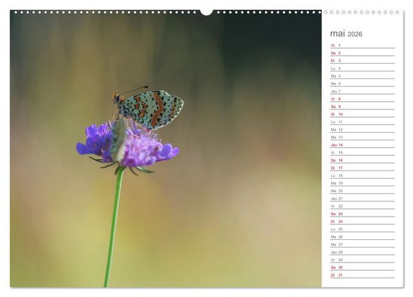 Produktbild: Dans le jardin des papillons (Calendrier mural 2026 DIN A2 vertical), CALVENDO calendrier mensuel
