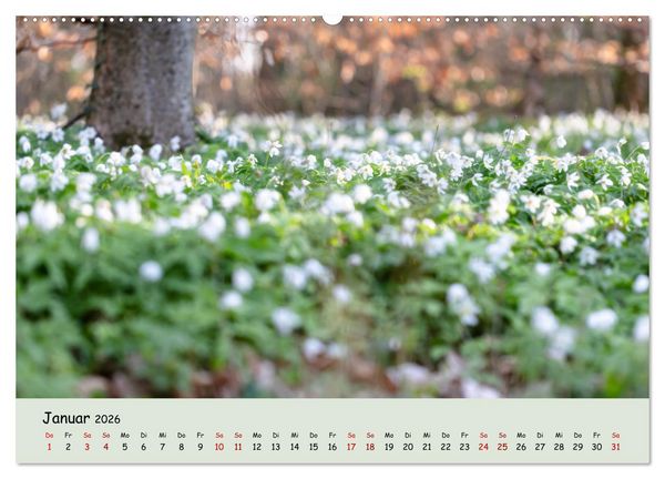 Produktbild: Waldbaden - Durch Achtsamkeit zu einer besseren Gesundheit (Wandkalender 2026 DIN A2 quer), CALVENDO Monatskalender