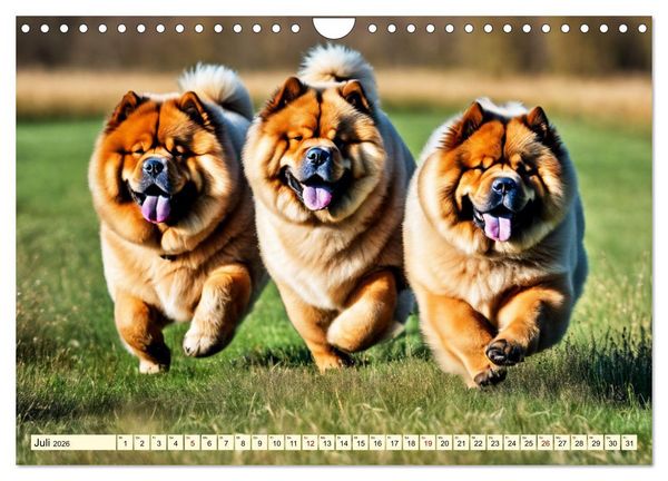 Produktbild: Chow Chow - der L&ouml;wenkopfhund (Wandkalender 2026 DIN A4 quer), CALVENDO Monatskalender