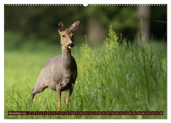 Produktbild: Zauberhafte Wesen - anmutiges Rehwild (hochwertiger Premium Wandkalender 2026 DIN A2 quer), Kunstdruck in Hochglanz