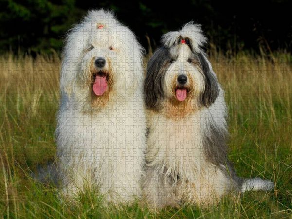 Produktbild: CALVENDO Puzzle Bobtail P&auml;rchen | 1000 Teile Lege-Gr&ouml;&szlig;e 64x48cm Foto-Puzzle f&uuml;r gl&uuml;ckliche Stunden