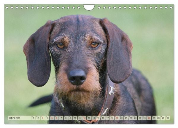 Produktbild: Liebenswerte Rabauken Rauhaardackel / CH-Version (Wandkalender 2026 DIN A4 quer), CALVENDO Monatskalender
